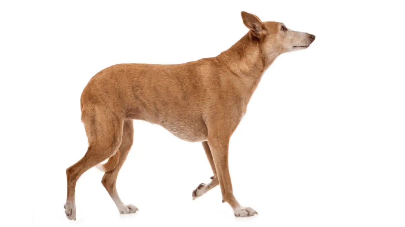 Ibizan Hound 0