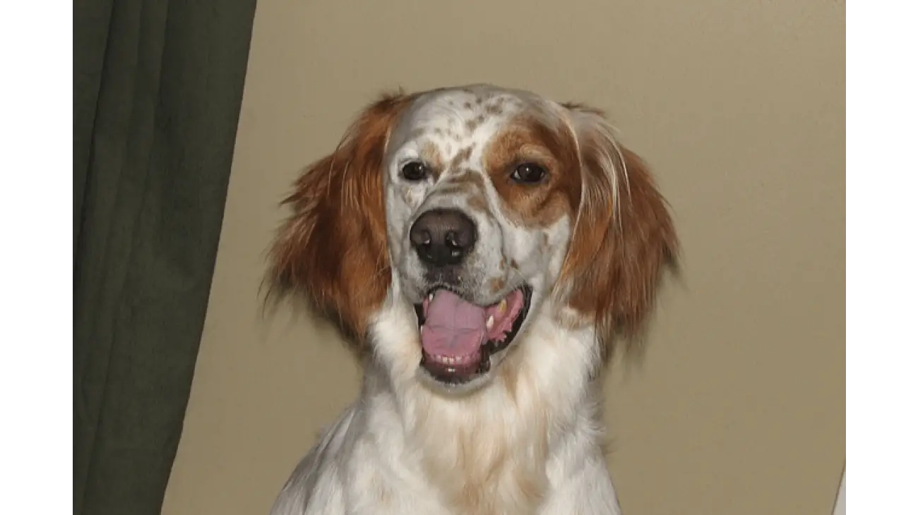 Irish Red and White Setter 0