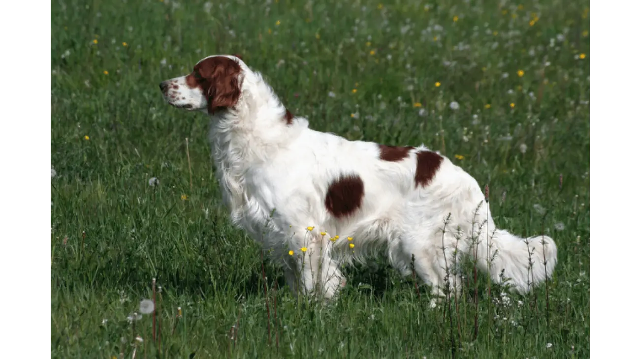 Irish Red and White Setter 1