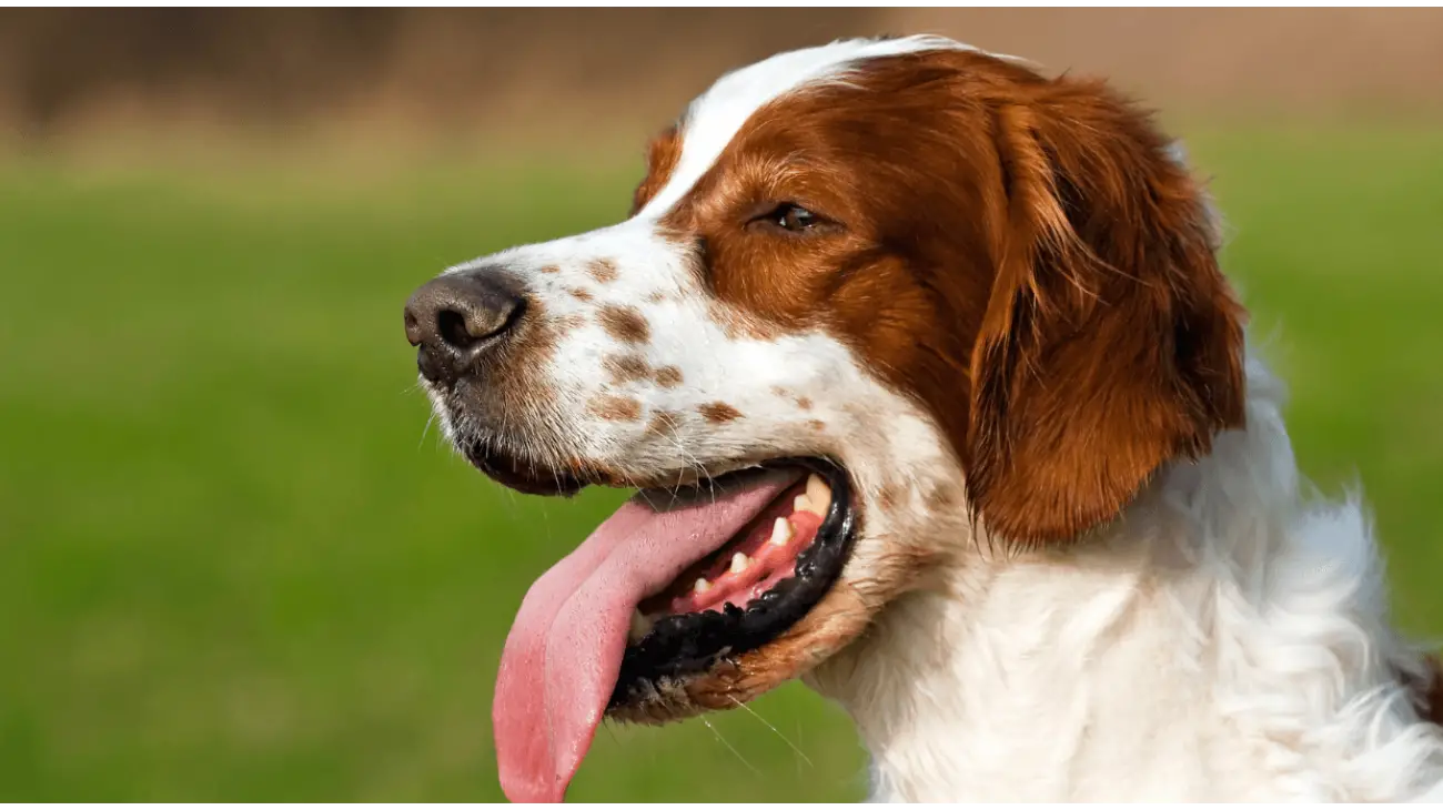 Irish Red and White Setter