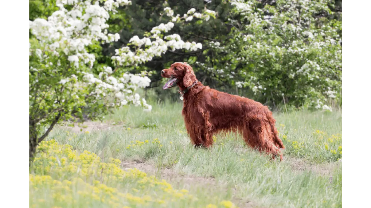 Irish Setter 3