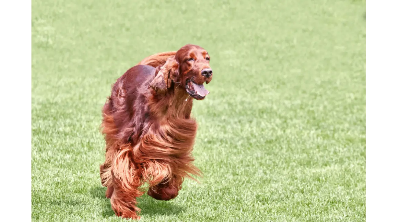 Irish Setter 6