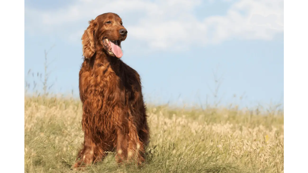 Setter Irlandese Rosso 0