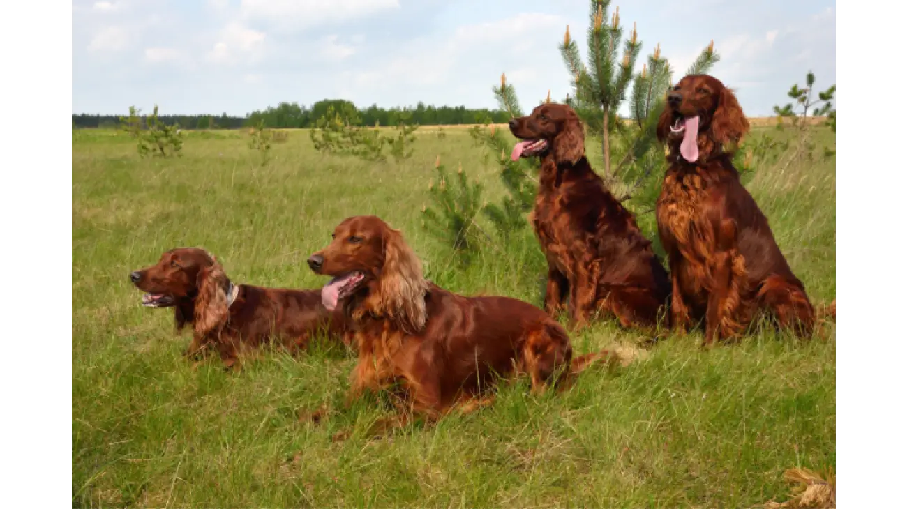 Irish Setter 2