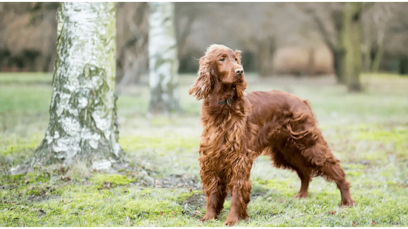 Setter Irlandés rojo