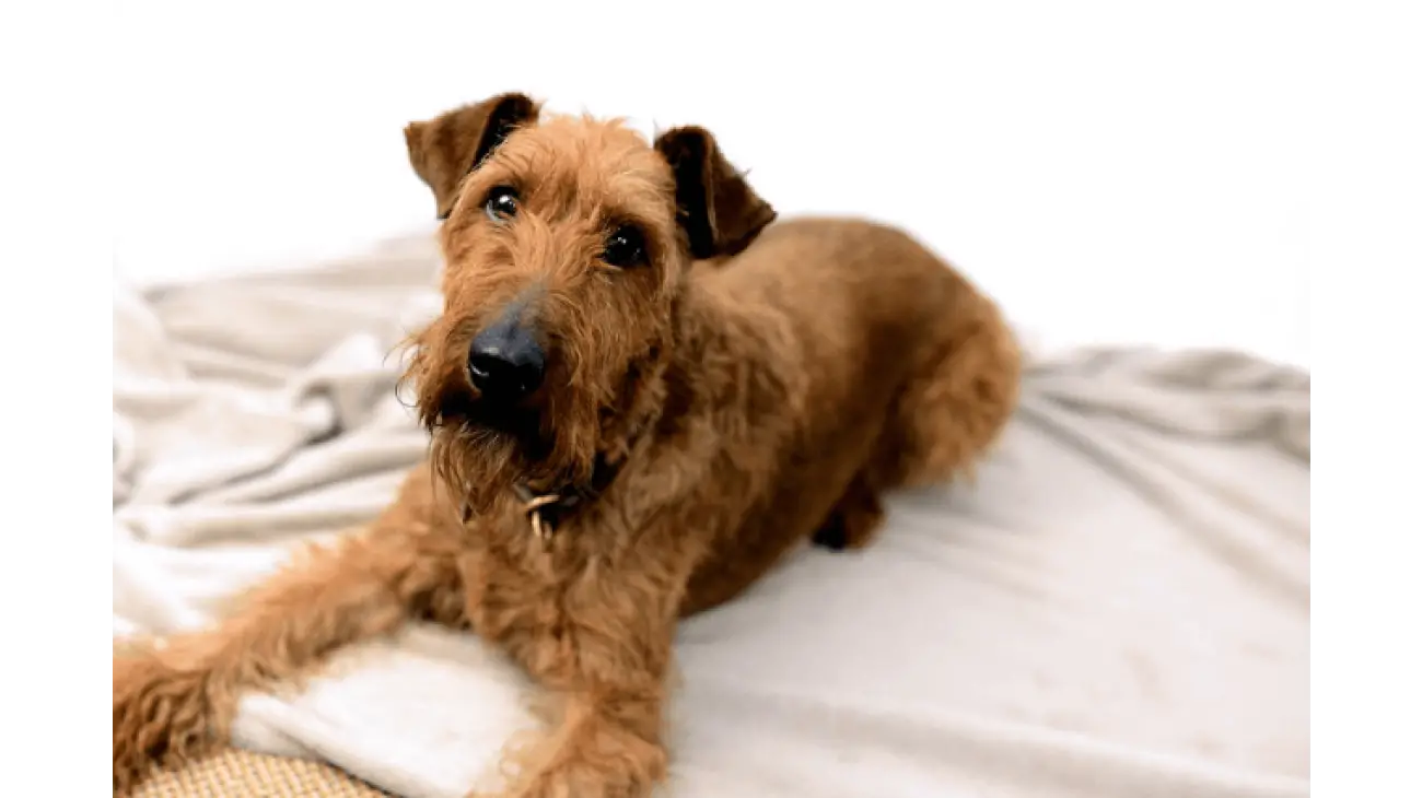 Irish Terrier 1