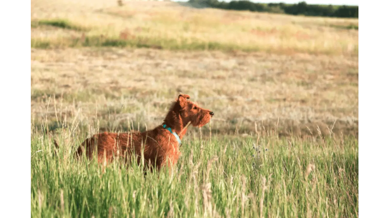 Irish Terrier 2