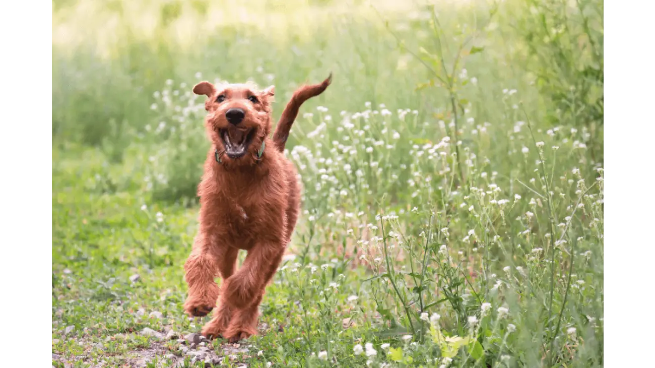 Irish Terrier 3