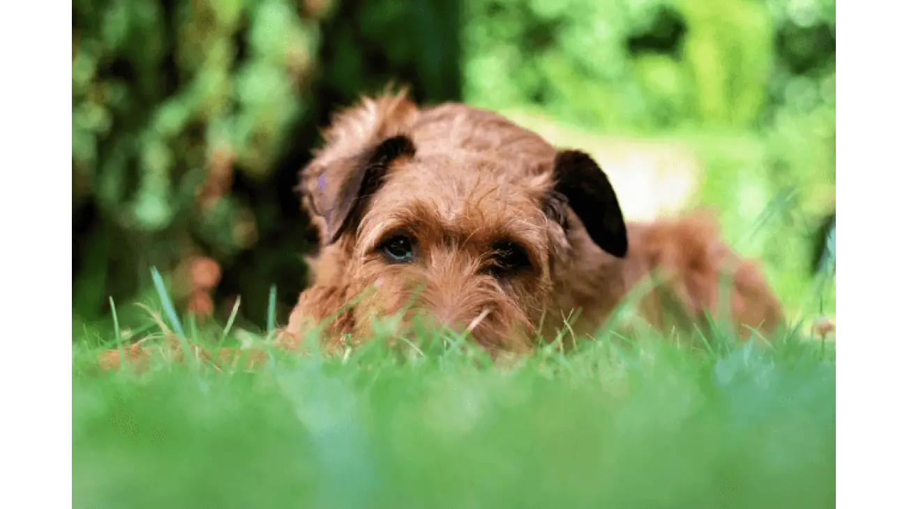 Irish Terrier 0