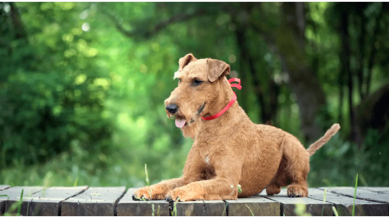 Irish Terrier