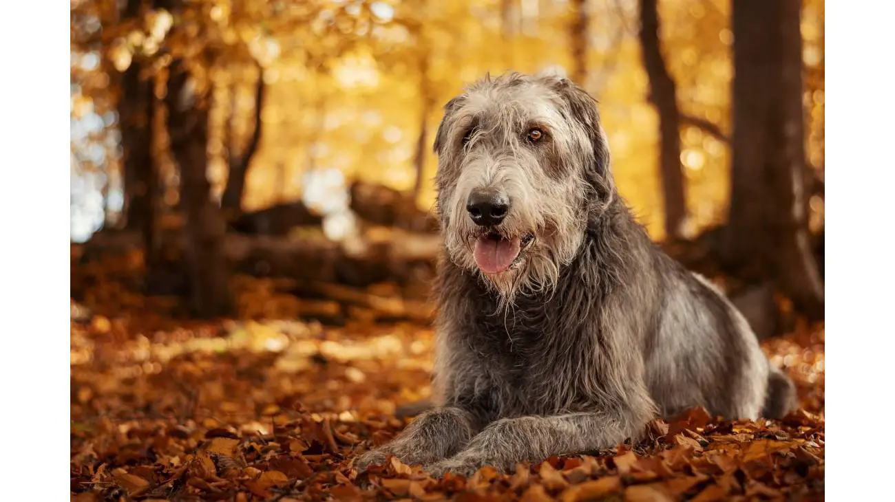 Irish 2024 wolfhound intelligence