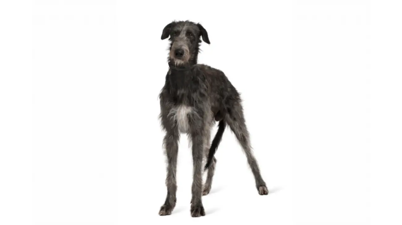 Irish Wolfhound 3