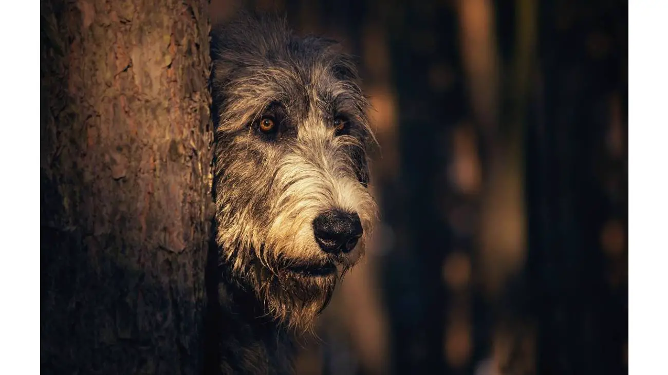 Irish Wolfhound 1