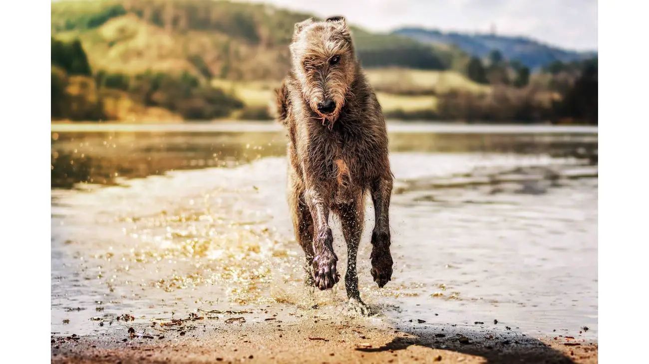 Irish Wolfhound 0