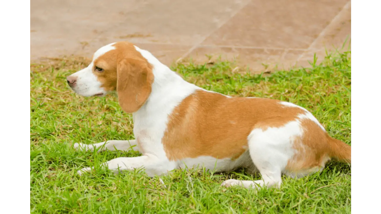 Istrian Shorthaired Hound 0