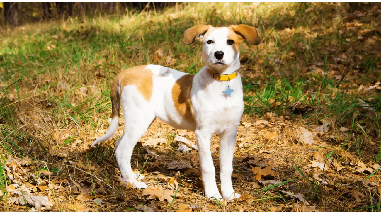 Chien Courant d'Istrie a poil ras