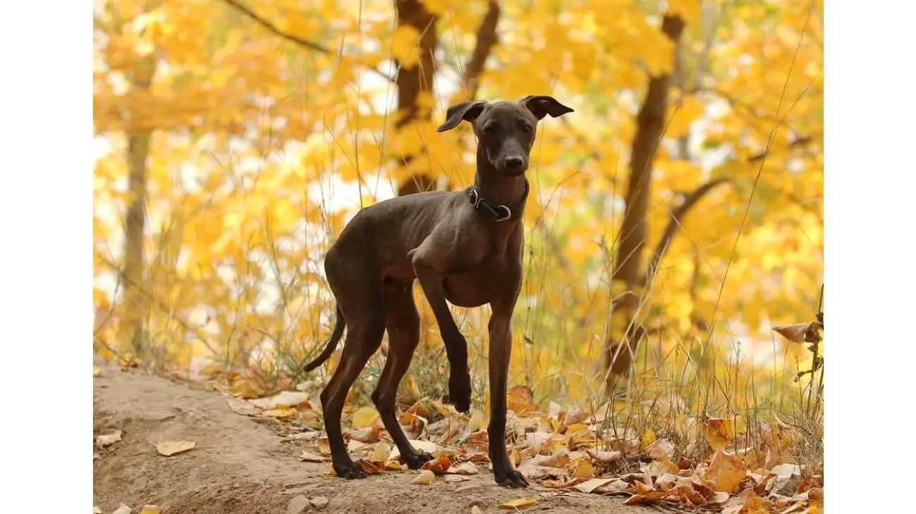 Italian Greyhound