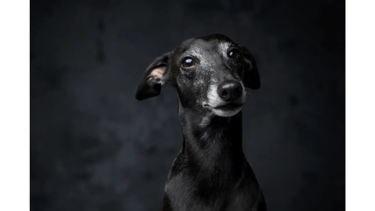 Italian Greyhound 0