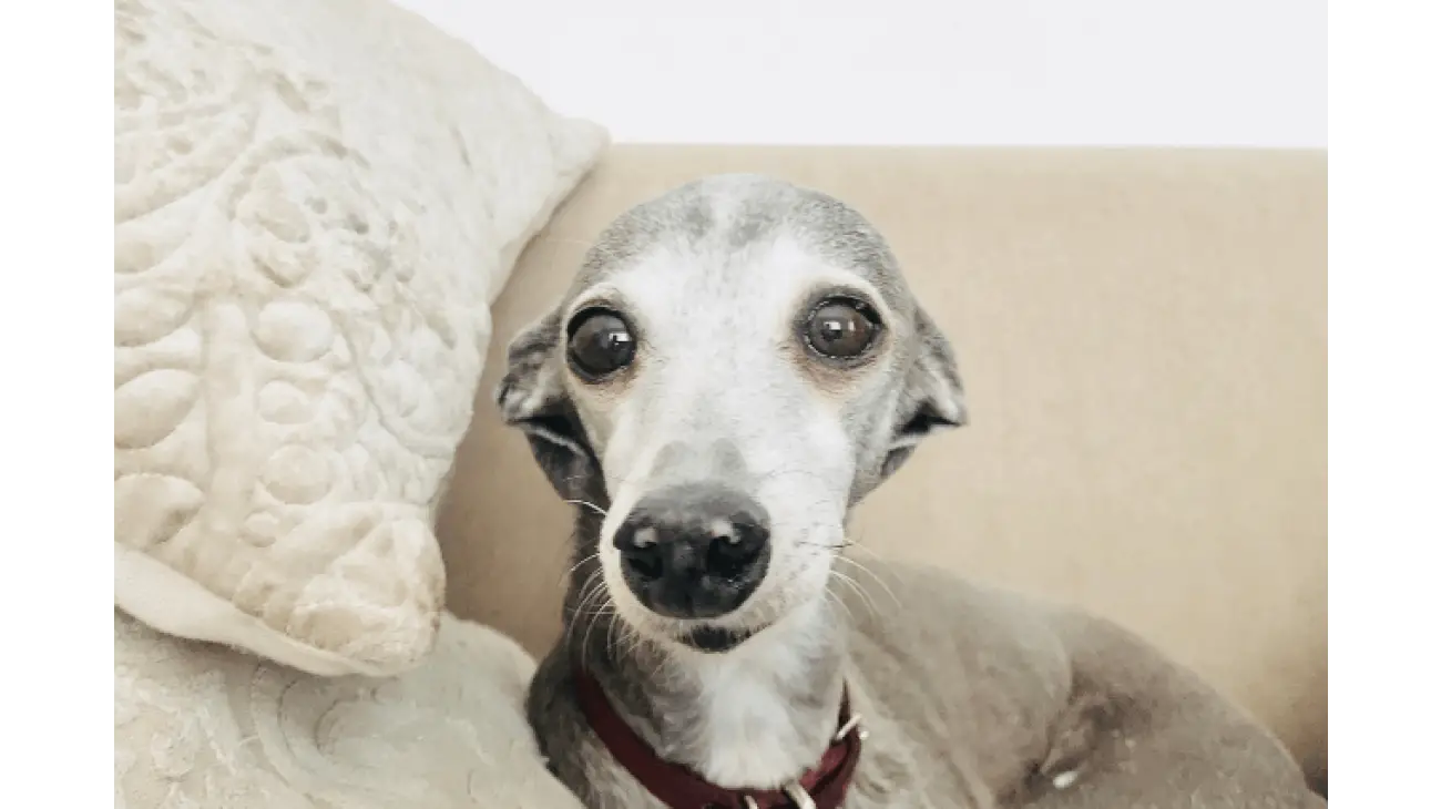 Italian Greyhound 1