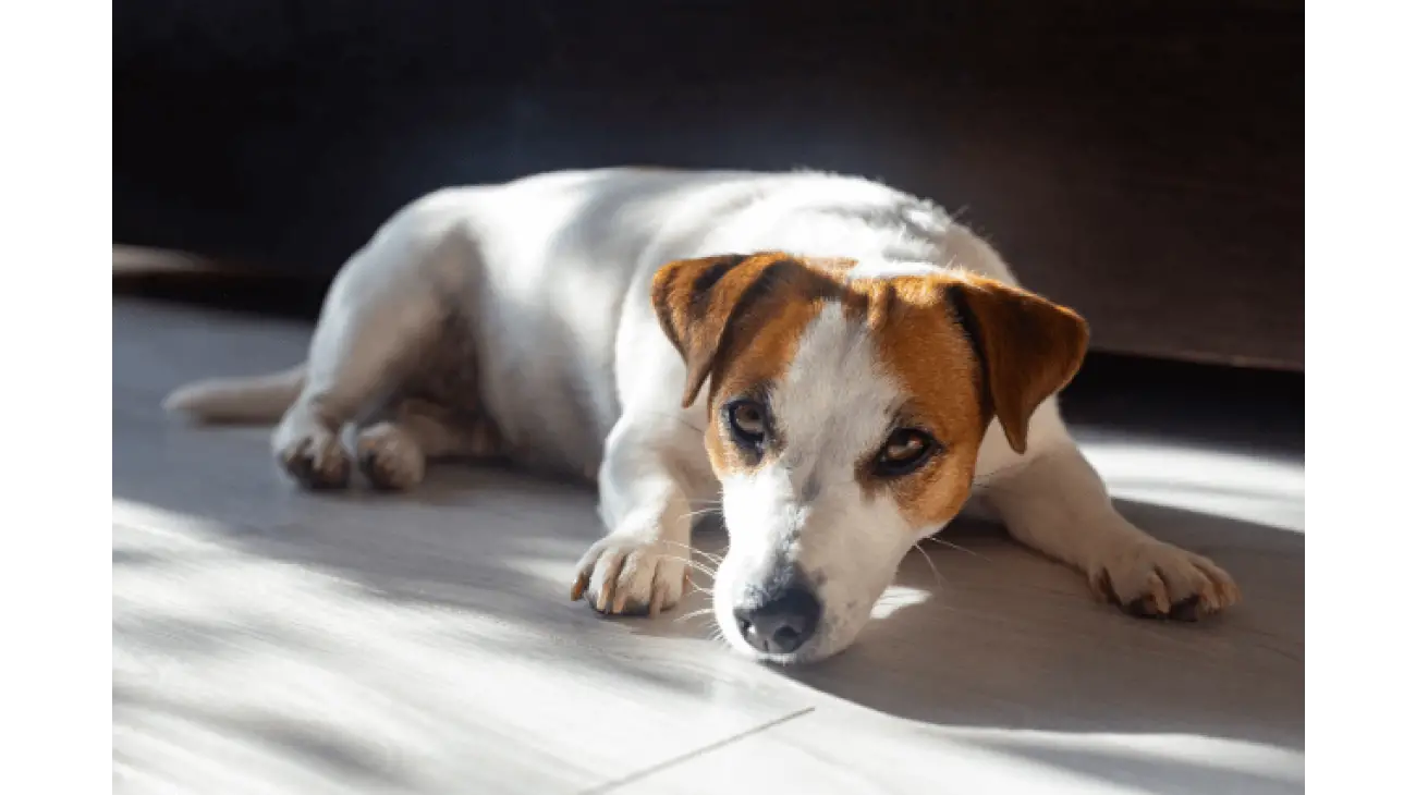 Jack Russell Terrier 5