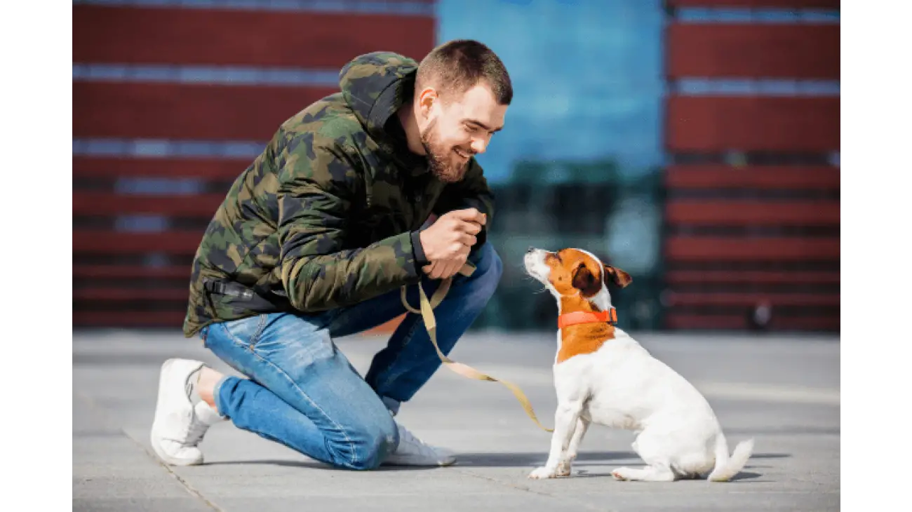 Jack Russell terijer 1