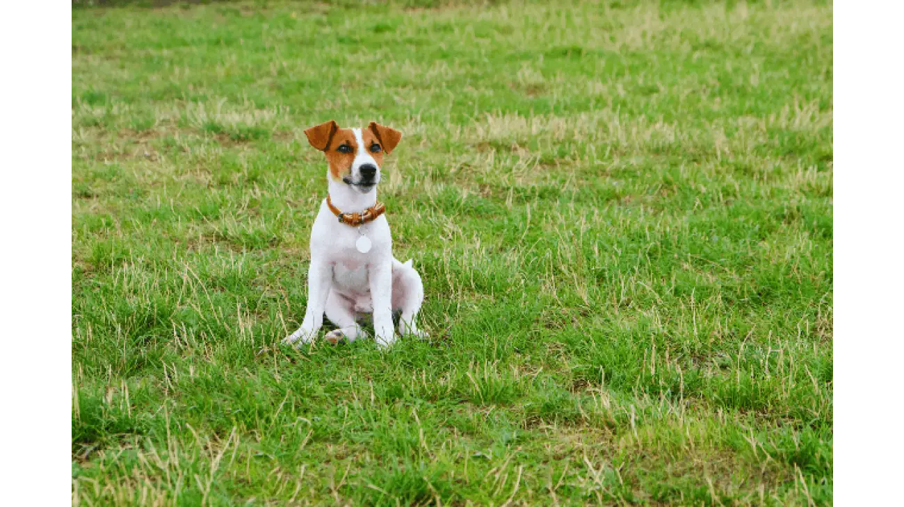 Jack Russell Terrier 3