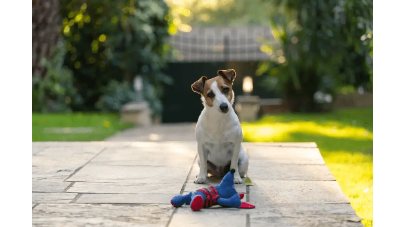 Jack Russell terijer 2