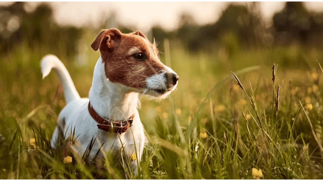 Jack Russell Terrier