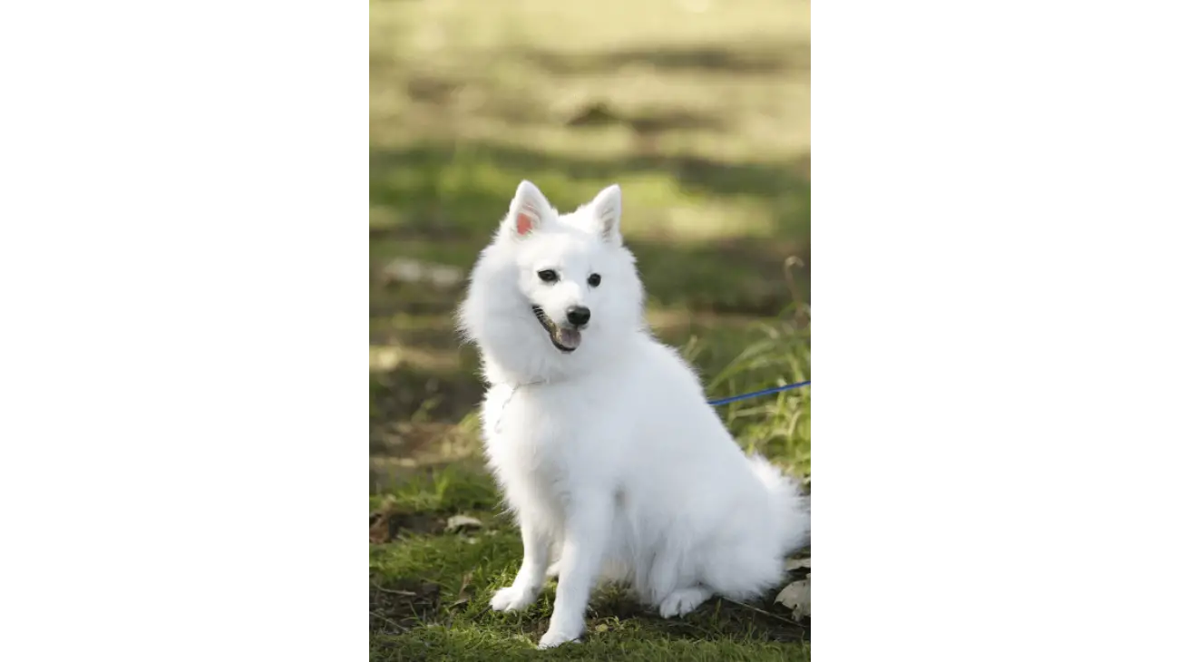 Japanese Spitz 2