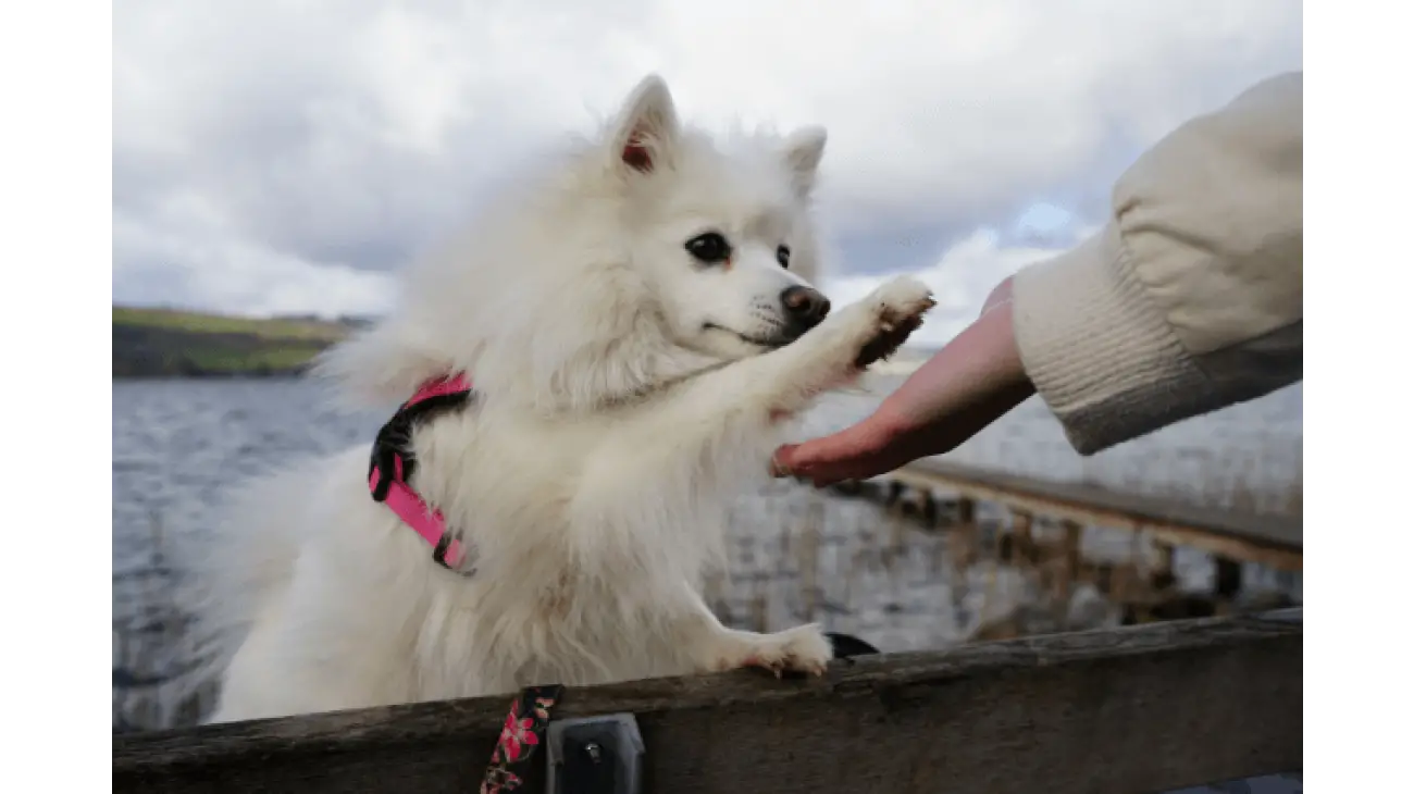 Japanese Spitz 1