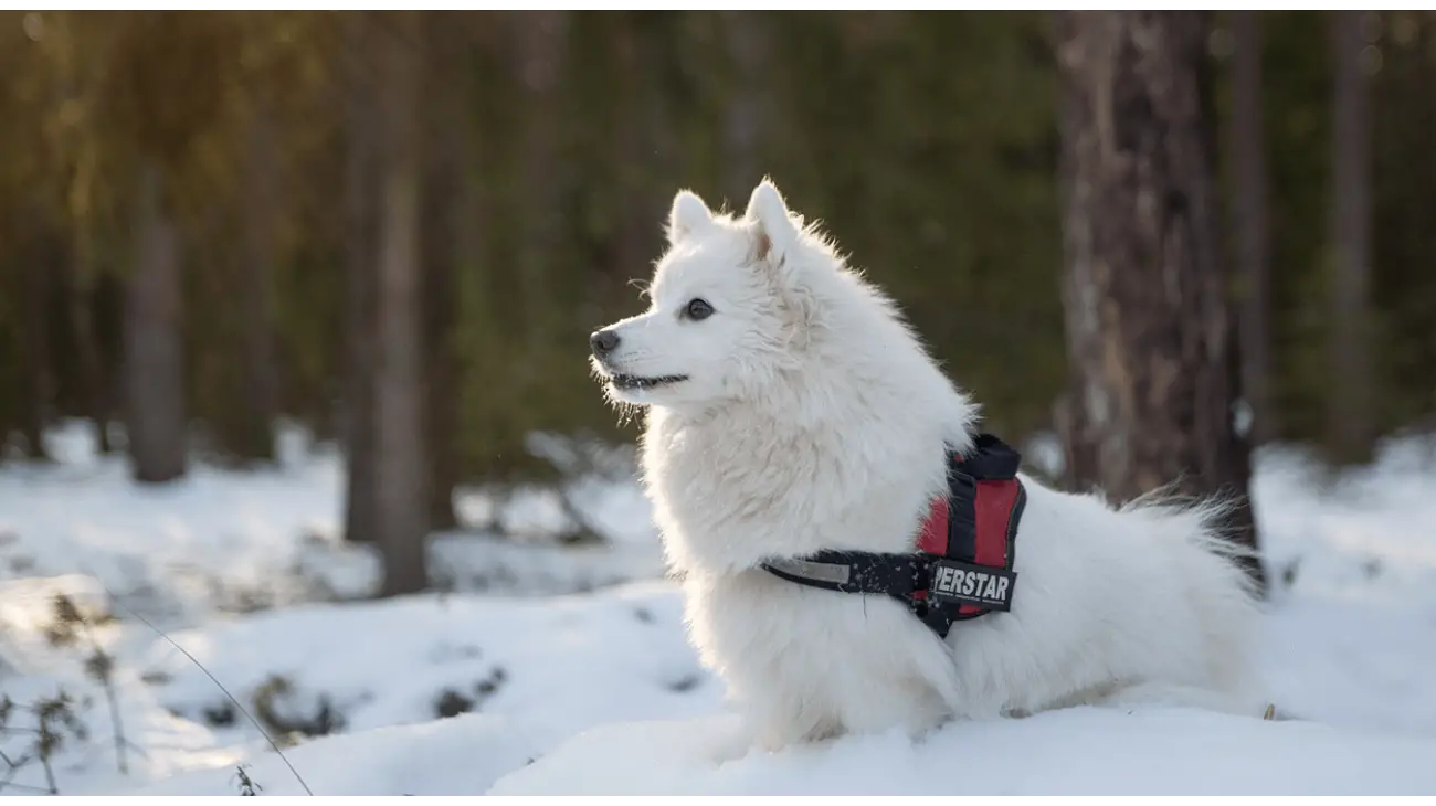 Japanese Spitz