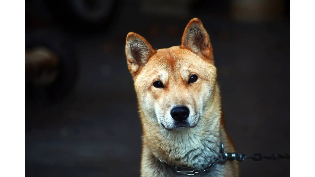 Korean Jindo