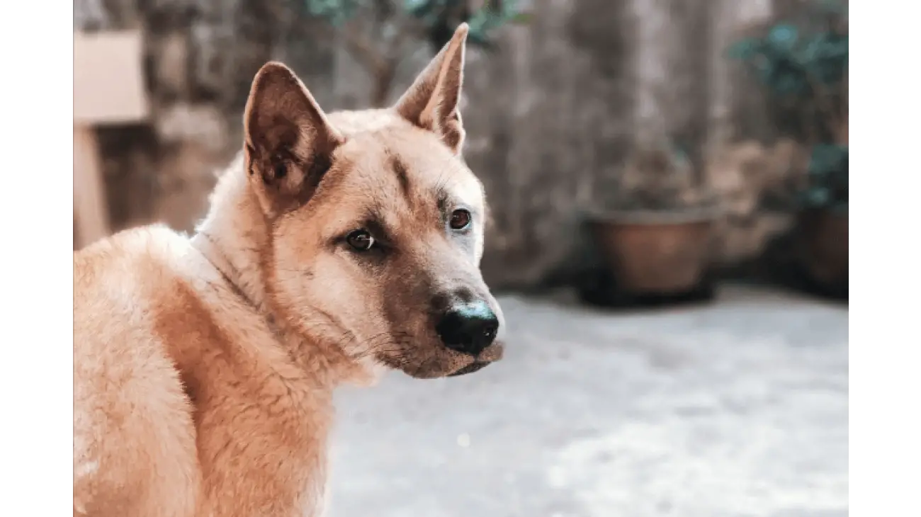 Korean Jindo 1