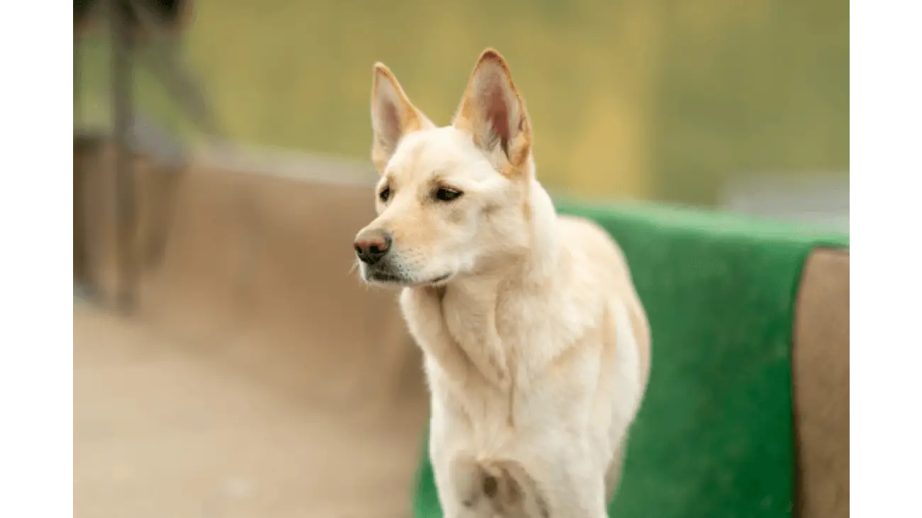 Korean Jindo 2