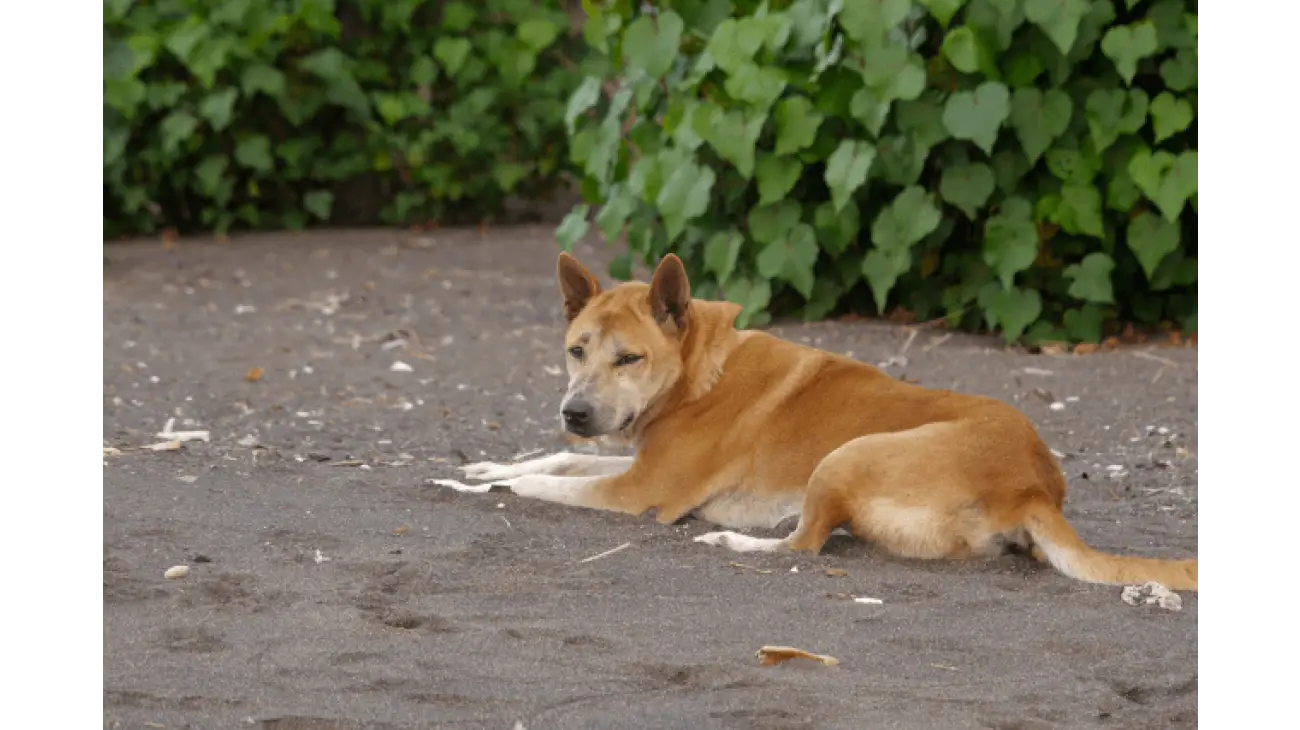 Korean Jindo 0