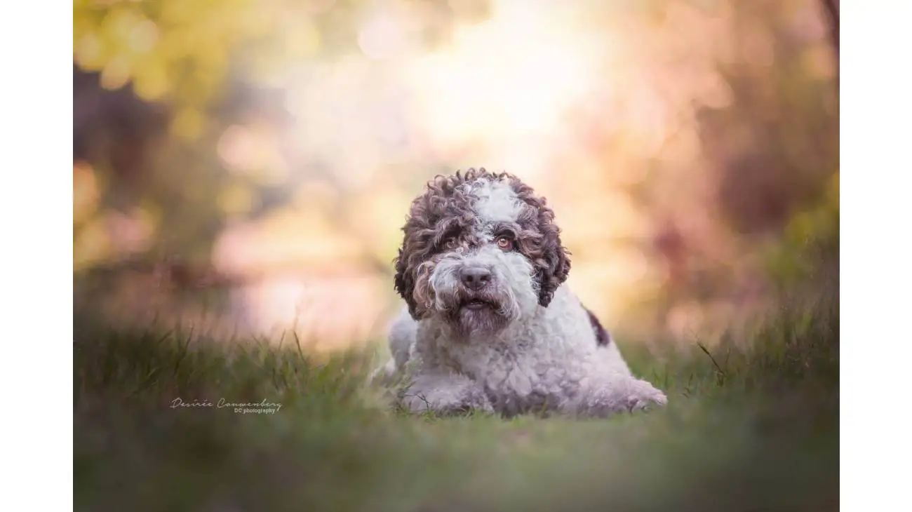 Chien d'eau Romagnol