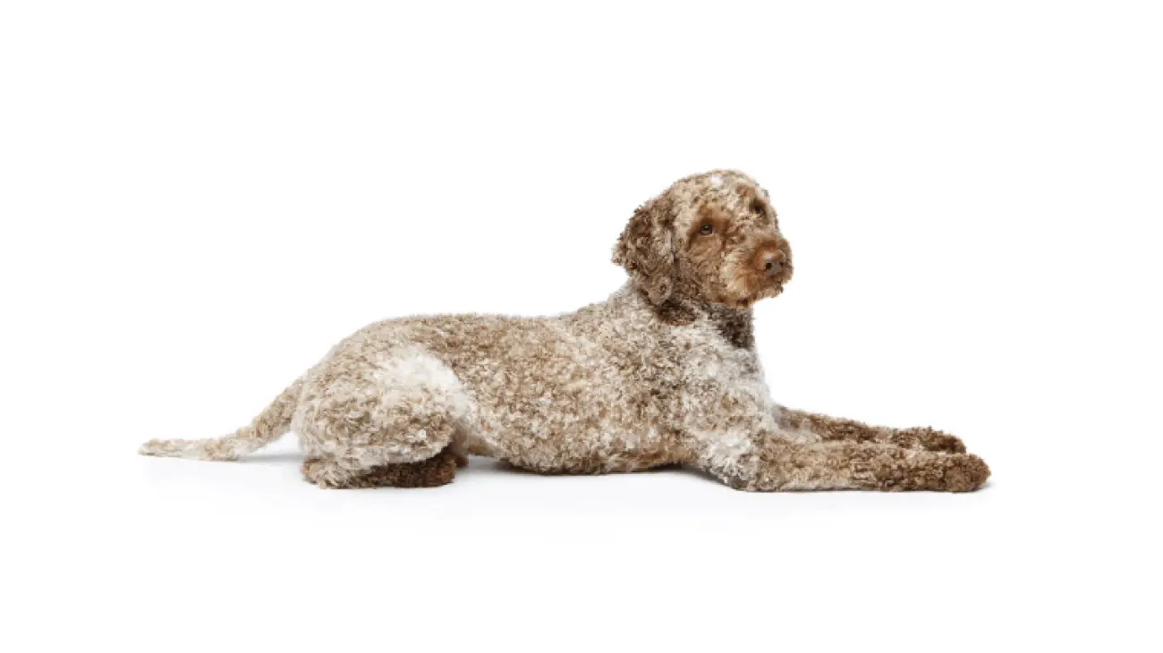 Lagotto Romagnolo 2