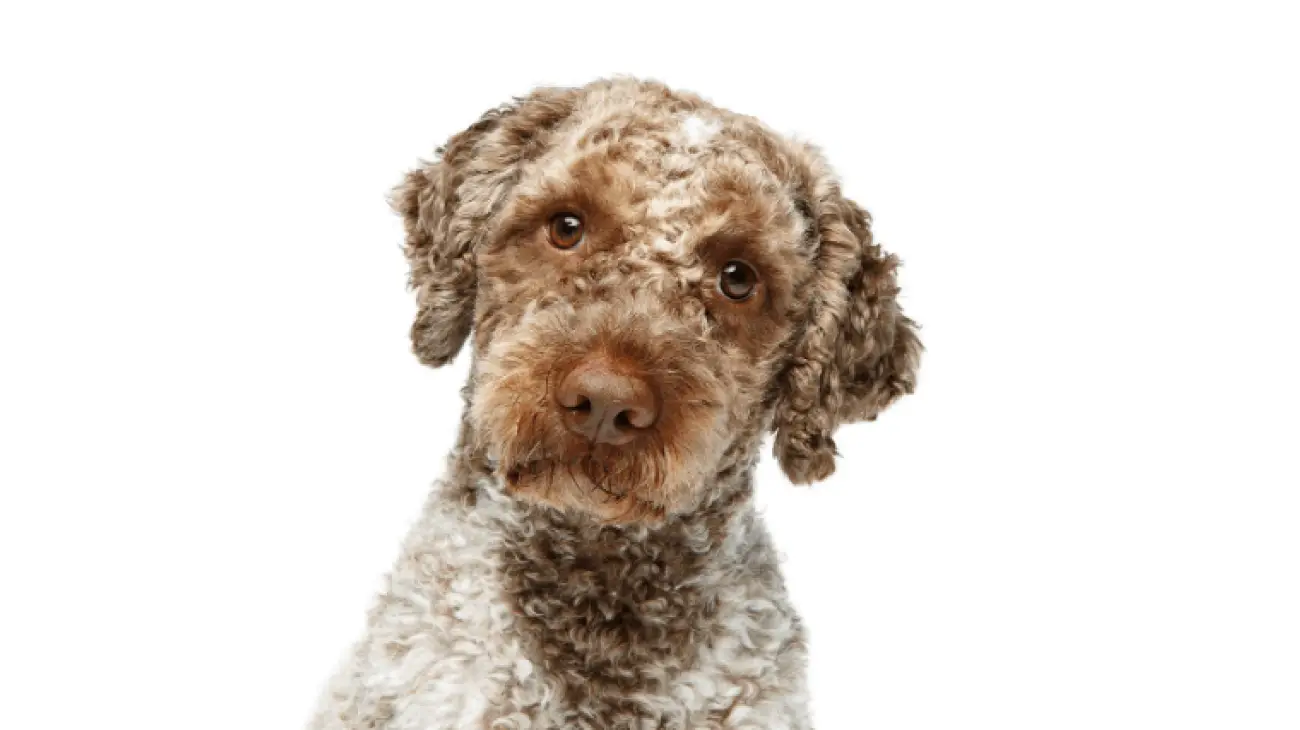 Lagotto Romagnolo 1