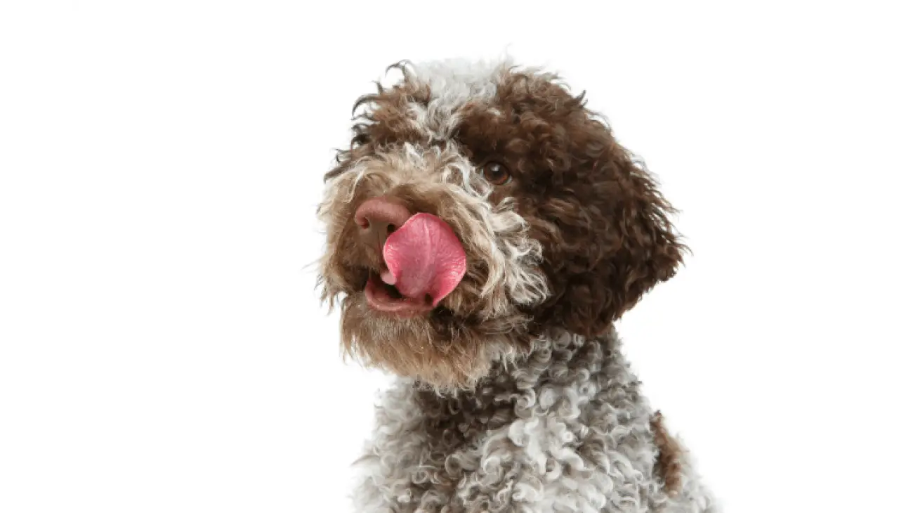 Lagotto Romagnolo 0