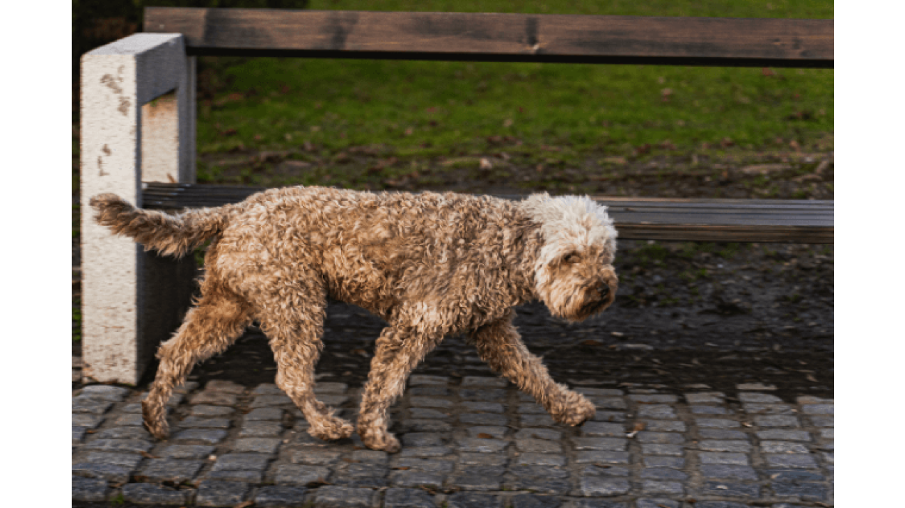 Lagotto romagnolo best sale intelligence rating