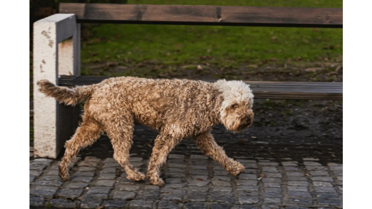 Lagotto Romagnolo 4