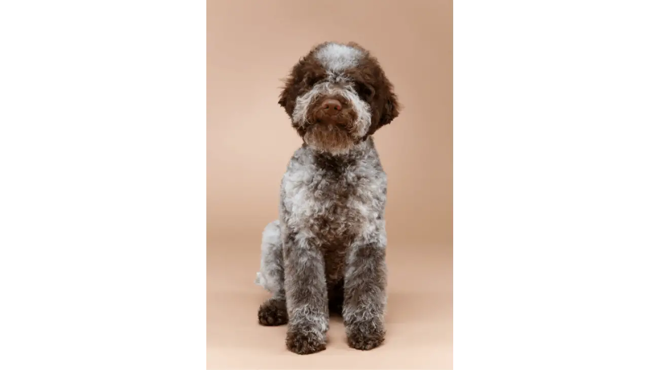 Lagotto Romagnolo 3