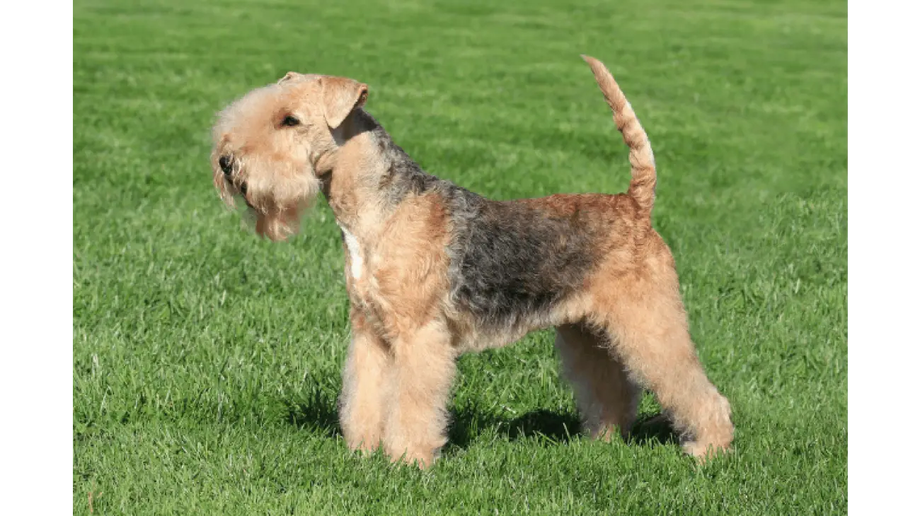 Lakeland Terrier 0