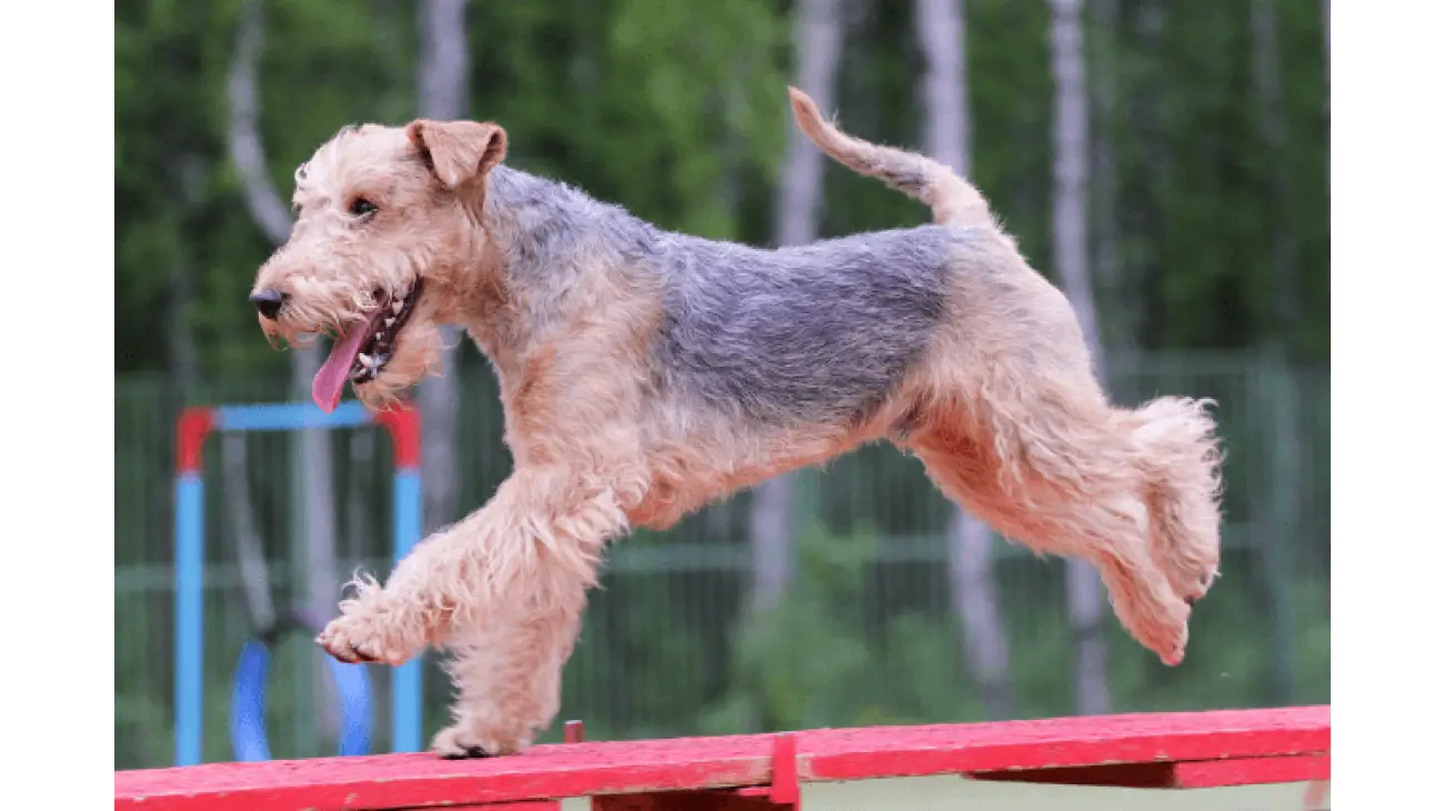 Lakeland Terrier 1