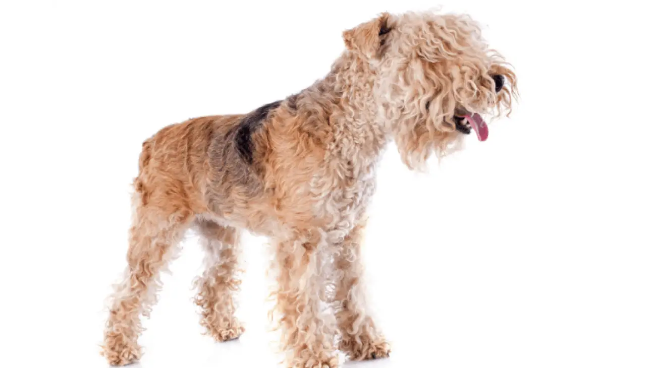 Lakeland Terrier 2