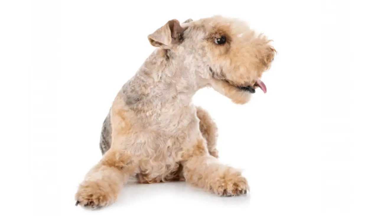 Lakeland Terrier 3