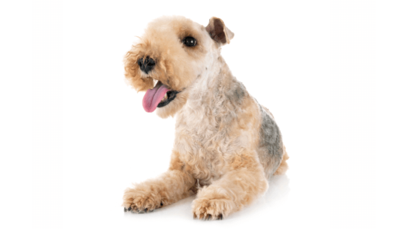 Lakeland Terrier 4