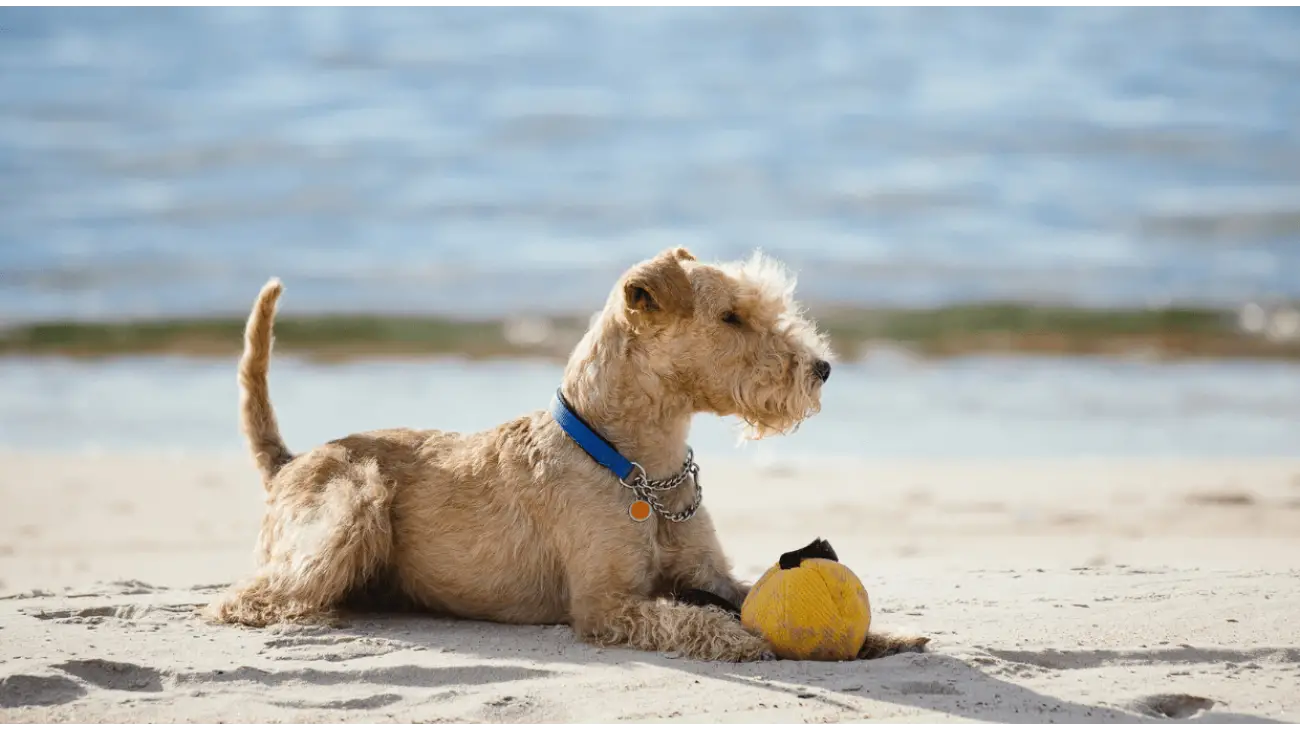 Lakeland Terrier