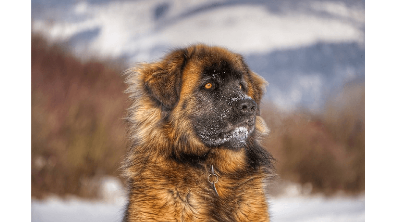 Leonberger shepherd hot sale