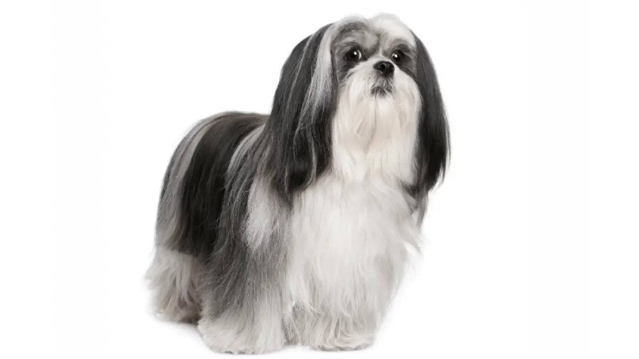 Lhasa Apso 1